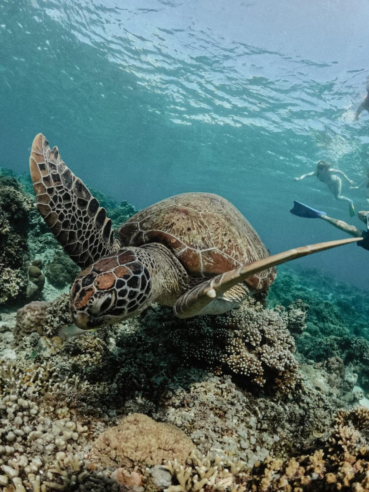 Hotel Tipsea Turtle Gili Air Zewnętrze zdjęcie